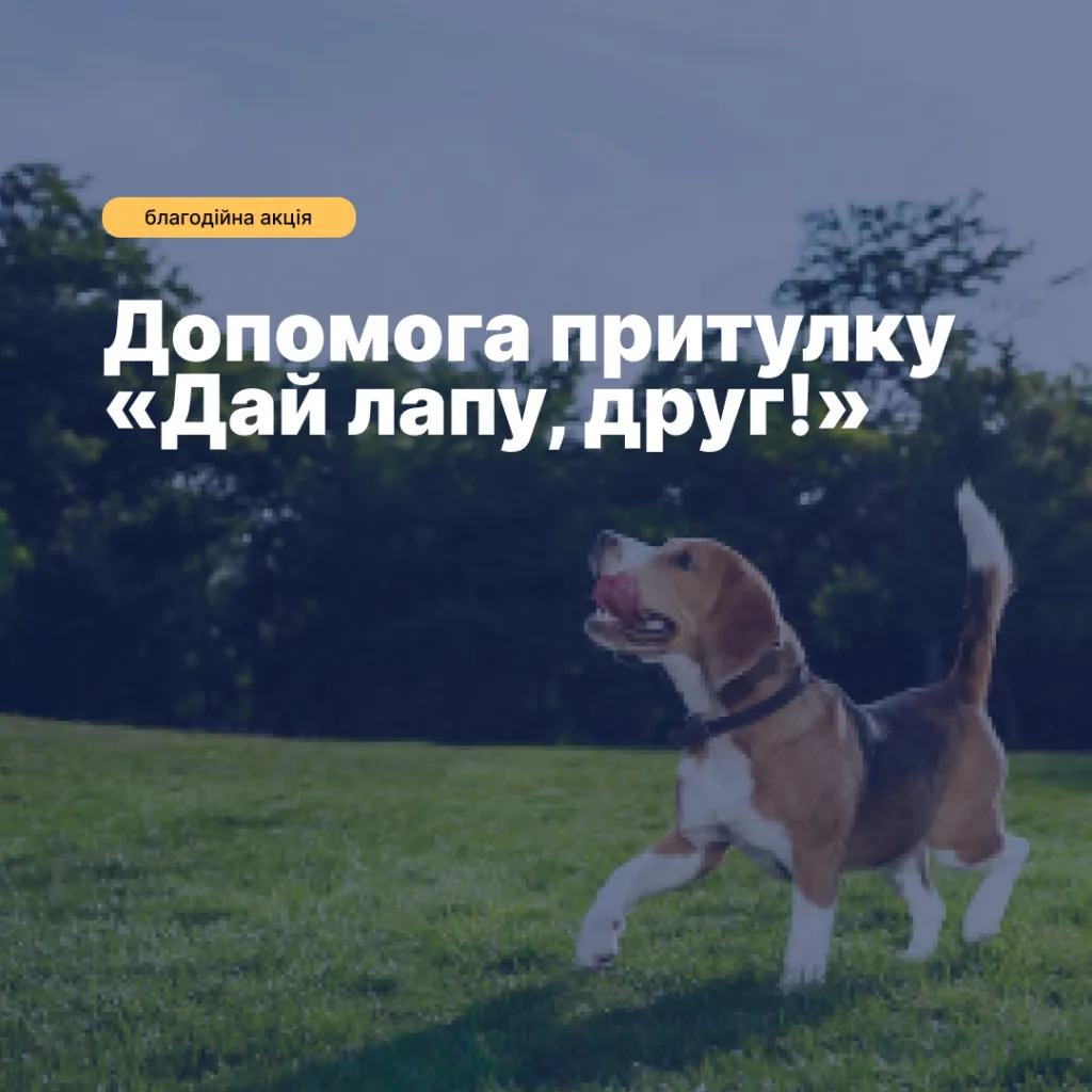 The third charity event to help the shelter for stray animals «Give me a paw, friend!»