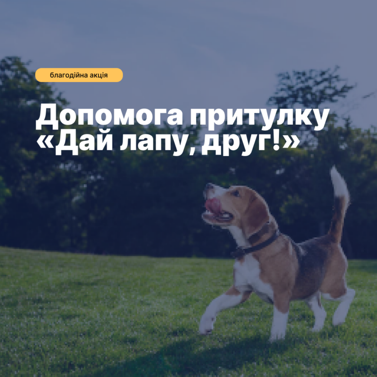 The third charity event to help the shelter for stray animals «Give me a paw, friend!»