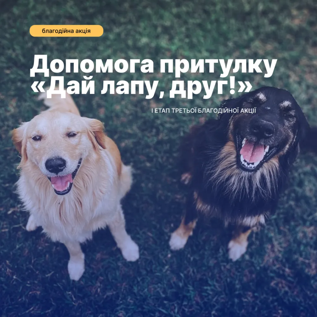 Results of the first stage of the third charity campaign to help the shelter for stray animals «Give me a paw, friend!»