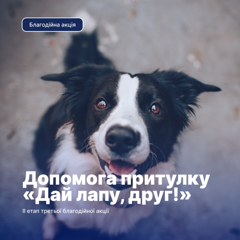 Stage II of the third charity campaign to help the shelter for stray animals «Give me a paw, friend!»